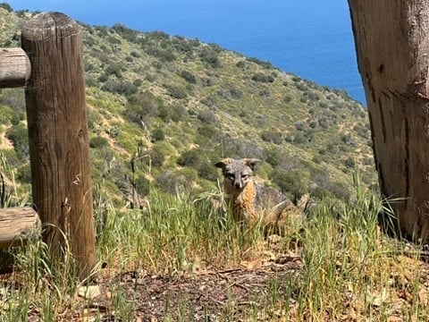 7C1181A2-3645-42E7-A4FB-A08AD2EB1E3D_4_5005_c